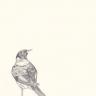 Troupial by Jill Tegan Doherty